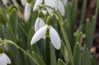 Galanthus elwesii var. elwesii 'Maidwell L' - snowdrop - January