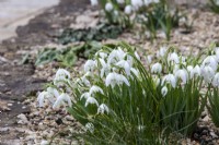 Galanthus 'Lady Beatrix Stanley' - snowdrop - January