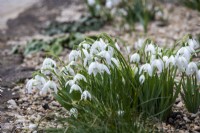 Galanthus 'Lady Beatrix Stanley' - snowdrop - January