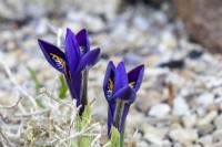 Iris reticulata 'Pixie' - January