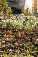 Winter sunshine on snowdrops and  hellebores at Downton House, Gloucestershire