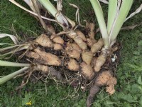 Lift and divide bearded iris rhizomes - lifted clump showing old spent rhizomes with new side off shoots