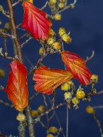 Autumn leaves and fruits of Hamamelis vernalis Amethyst  October