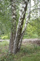 Betula pendula bark at Ness Botanic Garden, Liverpool, September