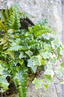 Ferns and Ivy planted in hanging compost sieve