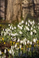 Galanthus 'Atkinsii' - snowdrop - January