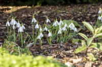 Galanthuus 'Atkinsii' - snowdrop - January