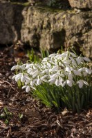 Galanthus 'Sir Herbert Maxwell' - snowdrop - January