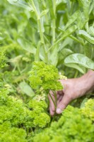 Woman picking Parsley 'Moss Curled'