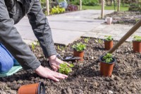 Woman firming in soil around Parsley 'Moss Curled