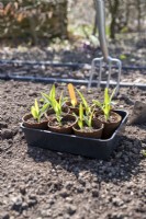 Sweetcorn 'Early Bird' seedlings in fibre pots