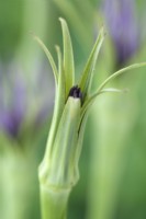 Tragopogon porrifolius  Salsify flower starting to open  June