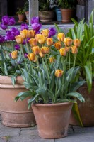 Pot of Tulipa 'Cairo' with Tulipa 'Negrita' behind