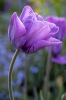 Tulipa 'Blue Aimable'