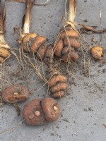 Crocosmia corms lifted and ready to share or replant