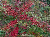 Berberis wilsoniae foliage changing colour October Autumn