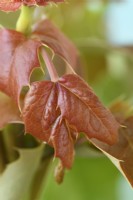 Mahonia x media  'Charity'  Oregon grape new young growth  June
