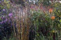 Autumnal cottage style border with Kniphofia rooperi, Salvia confertiflora and Dahlia 'Magenta Star'