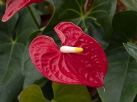 Anthurium - Flamingo Flower Plant Autumn  mid October