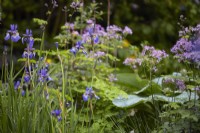 Iris Setosa 'Arctica' and Thalictrum 'Black Stockings'. Summer.