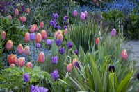 Tulipa 'Dordogne' and Tulipa 'Aimable' in informal cottage garden border