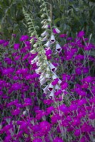 Digitalis 'Pam's Choice' amongst Lychnis coronaria in pink and purple themed border