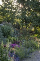 Deep Early summer borders filled with an informal mix of perennials, annuals and grasses against a setting sun