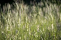 Cynosurus cristatus, the crested dog's-tail in a meadow