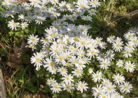 Anemone blanda, spring March