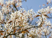 Amelanchier lamarckii, spring April