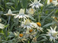 Helichrysum bracteatum