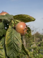 Mespilus Germanica 'Nottingham' fruit ripening in the autumn sunshine