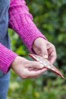 Woman holding Climbing Beans - 'Borlotto Lingua di Fuoco 2'