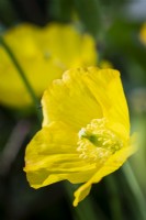 Meconopsis cambrica, Welsh Poppy