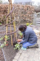 Woman planting sweet peas at the base of the spiral support