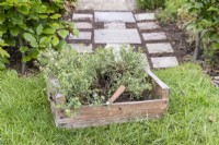 Wooden tray containing split Thyme plants and a knife