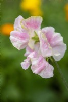 Lathyrus odoratus 'Mrs Bernard Jones' - sweet pea - July