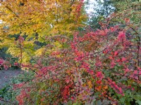 Berberis wilsoniae and Japanese Maple in the background foliage changing colour November Autumn