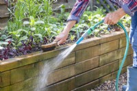 Woman cleaning raised bed with a hose and brush