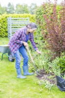 Woman digging up Tulip bulbs