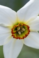 Narcissus poeticus var. recurvus,  'Pheasant's Eye'