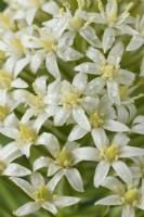 Scilla peruviana  'Alba'  Portuguese squill  Hyacinth of Peru  June