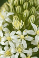 Scilla peruviana  'Alba'  Portuguese squill  Hyacinth of Peru  June