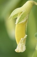 Pisum sativum  'Opal Creek'  Sugarsnap pea pod forming as flower dies  June