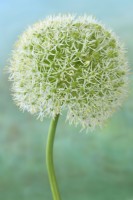 Allium karataviense  'Ivory Queen'  Kara Tau garlic  Ornamental onion  June
