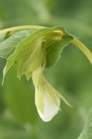 Pisum sativum  'Opal Creek'  Sugarsnap pea flower and leaves  June