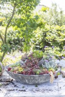 Succulent spill pot planter on table