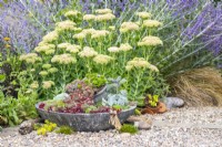 Succulent spill pot planter in gravel garden with Sedum