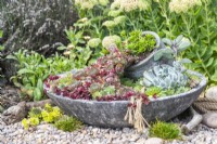Succulent spill pot planter in gravel garden