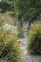 Paved pathway through overflowing borders containing grasses, seedheads and Great Mullein, Verbascum thapsis, late summer
